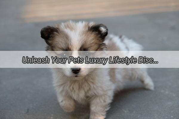 Unleash Your Pets Luxury Lifestyle Discover the Top Brands of HighEnd Dog Gear